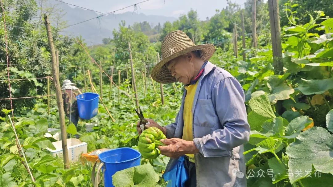 千万工程看马关（农民增收）122丨篾厂乡靛坡村：特色套种铺就乡村振兴“金瓜路”