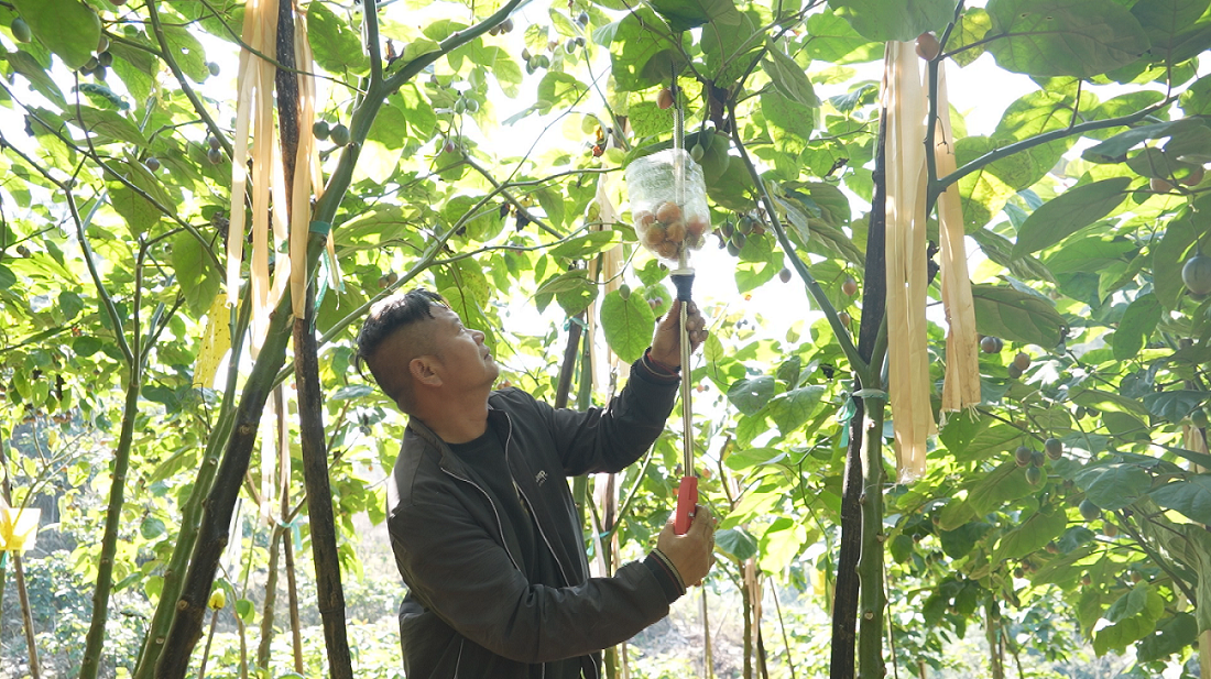 云南马关：300余亩树番茄成为靛坡村民增收“摇钱树”